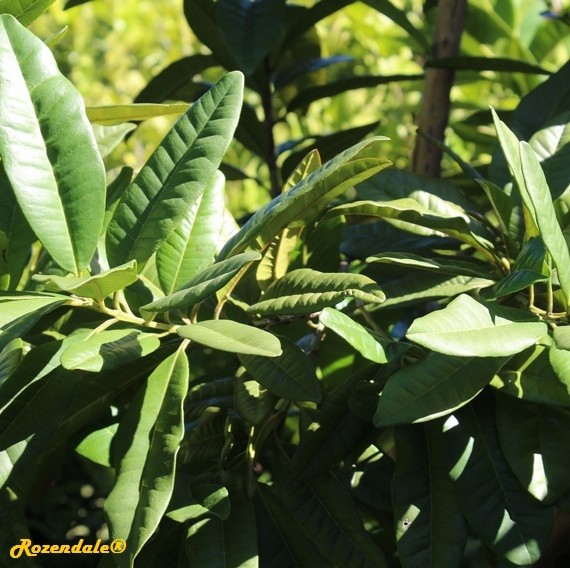 detail view,Pimenta dioica, Allspice tree